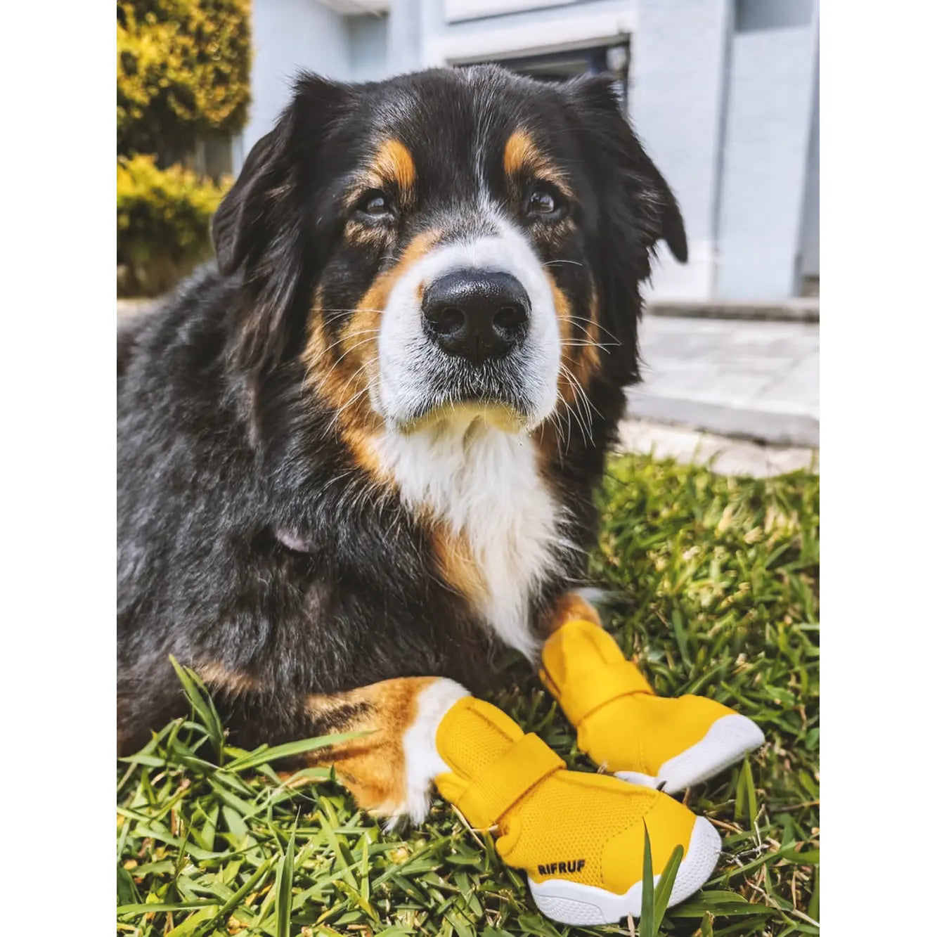 Breathable Non-Slip Pet Sneakers for Dogs and Cats – Lightweight Paw Protection (Set of 2)