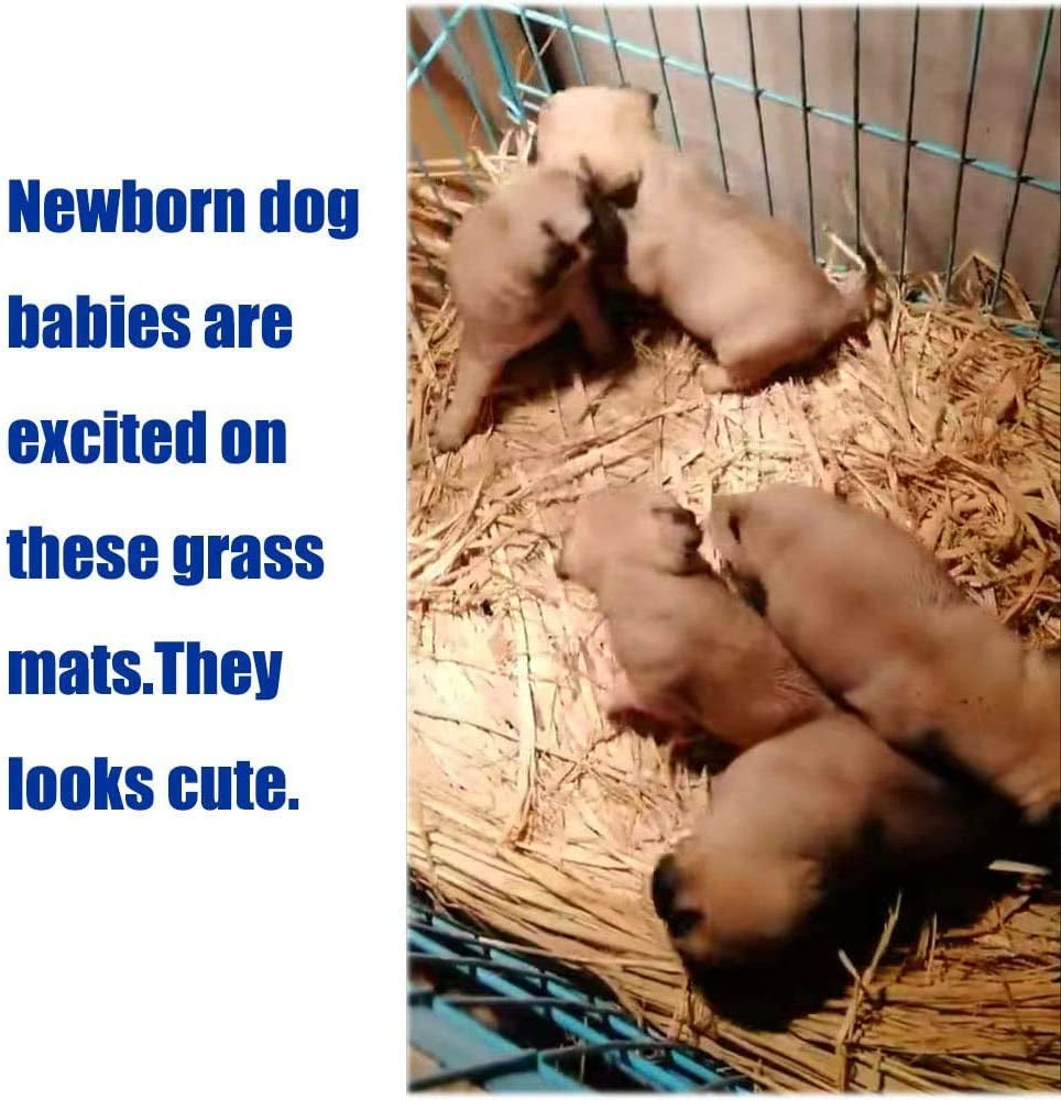 Natural Woven Grass Mat for Small Pets - Bedding for Rabbits, Guinea Pigs, Hamsters, Chinchillas and Other Small Animals (12 Pack)