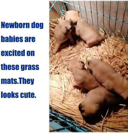 Natural Woven Grass Mat for Small Pets - Bedding for Rabbits, Guinea Pigs, Hamsters, Chinchillas and Other Small Animals (12 Pack)