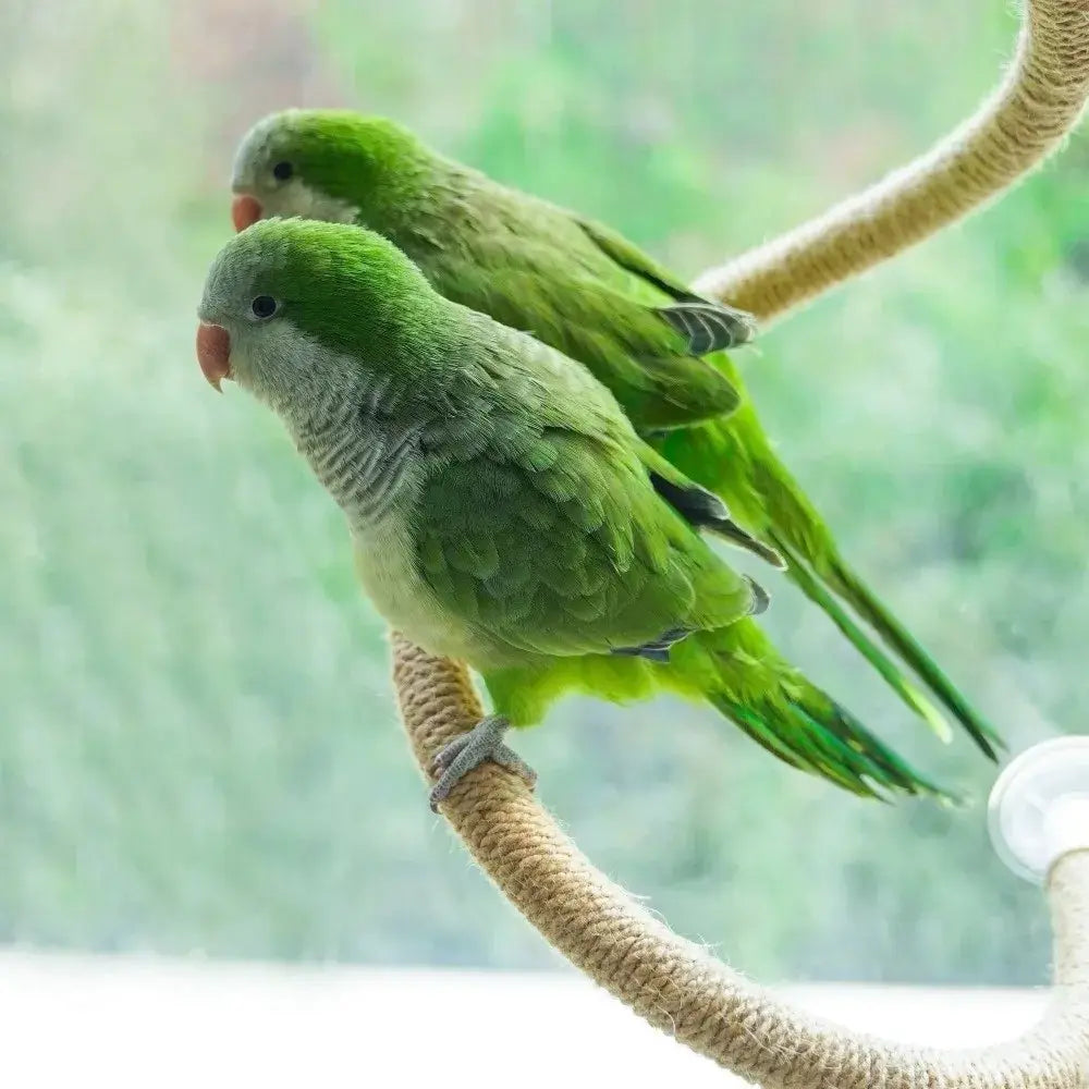 Flexible Bird Perch Rope with Suction Cup, DIY Adjustable Bird Cage Stand, Non-Slip Comfort Grip, Stable Climbing Rope for Birds